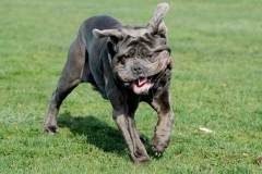 neapolitan_mastiff_16