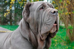 neapolitan_mastiff_17
