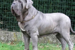 neapolitan_mastiff_18