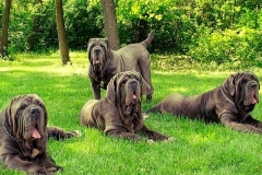 neapolitan_mastiff_19