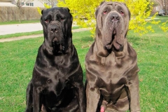 neapolitan_mastiff_6
