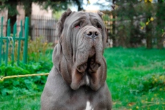 neapolitan_mastiff_8