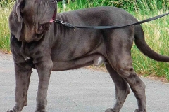 neapolitan_mastiff_9