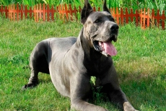nemeckij_dog_10_857657484