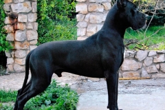 nemeckij_dog_11_857657484