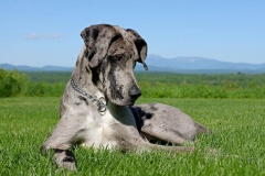 nemeckij_dog_12_857657484