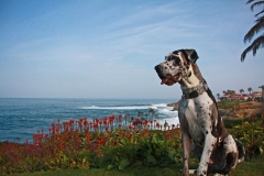 nemeckij_dog_13_857657484