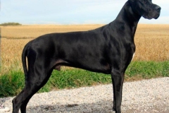 nemeckij_dog_15_857657484