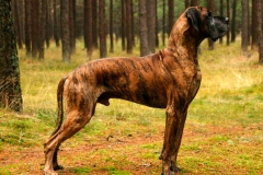 nemeckij_dog_16_857657484