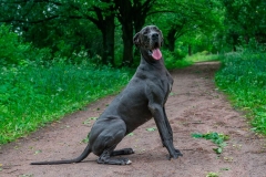 nemeckij_dog_17_857657484