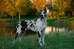 nemeckij_dog_18_857657484