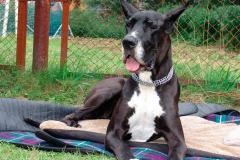 nemeckij_dog_19_857657484