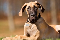 nemeckij_dog_5_857657484