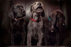 nemeckij_dog_6_857657484