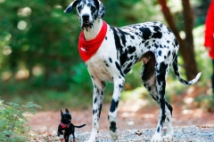 nemeckij_dog_7_857657484