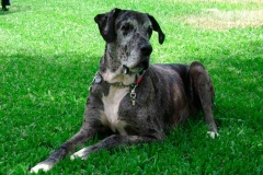 nemeckij_dog_8_857657484