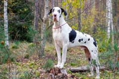 nemeckij_dog_9_857657484