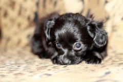 orhideya_005_8598577676 orhideya_005_8598577676