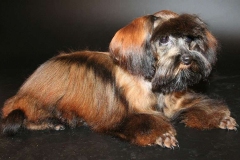 orhideya_006_8598577676 orhideya_006_8598577676