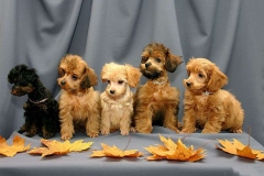 orhideya_007_8598577676 orhideya_007_8598577676