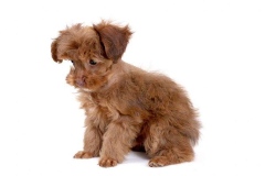 orhideya_008_8598577676 orhideya_008_8598577676