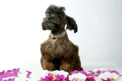 orhideya_010_8598577676 orhideya_010_8598577676