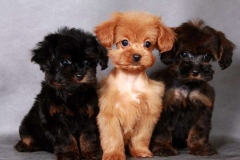 orhideya_012_8598577676 orhideya_012_8598577676