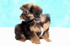 orhideya_013_8598577676 orhideya_013_8598577676