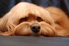 orhideya_015_8598577676 orhideya_015_8598577676