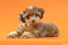 orhideya_016_8598577676 orhideya_016_8598577676