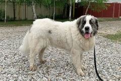 pirenejskij-mastif_12_098