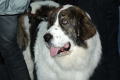 pirenejskij-mastif_15_098