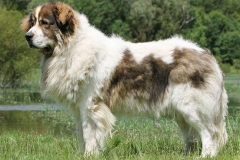 pirenejskij-mastif_18_098