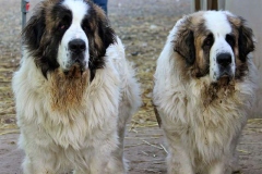 pirenejskij-mastif_19_098