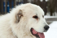 pirenejskij-mastif_20_098