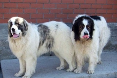 pirenejskij-mastif_6_098