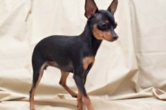 prazhskii-krisarik_10_546474656