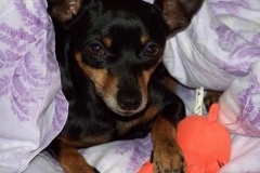 prazhskii-krisarik_13_546474656