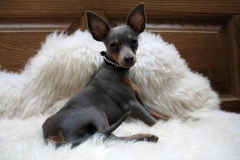 prazhskii-krisarik_14_546474656