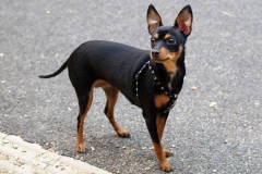 prazhskii-krisarik_15_546474656