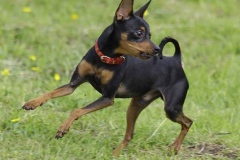 prazhskii-krisarik_16_546474656