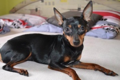 prazhskii-krisarik_19_546474656