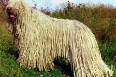 puli10_9756474765850 puli10_9756474765850