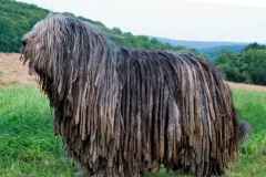 puli12_9756474765850 puli12_9756474765850
