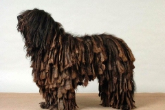 puli13_9756474765850 puli13_9756474765850