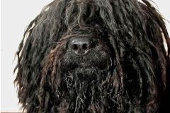 puli14_9756474765850 puli14_9756474765850