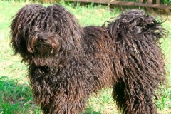 puli5_9756474765850 puli5_9756474765850