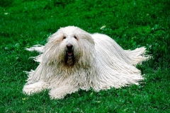 puli6_9756474765850 puli6_9756474765850