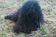 puli7_9756474765850 puli7_9756474765850