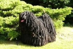 puli8_9756474765850 puli8_9756474765850
